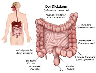 Menschlicher Darm