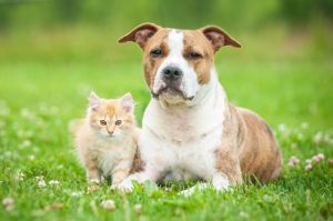 Probiotika fuer Hunde und Katzen